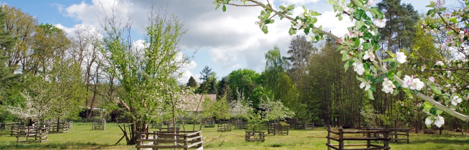 Dreetz, Streuobstwiese im Arboretum "Lüttgen Dreetz"